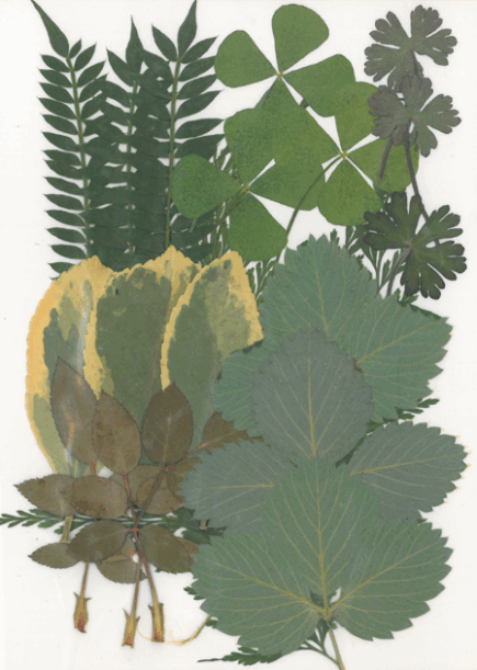 Dried flowers - Forest green