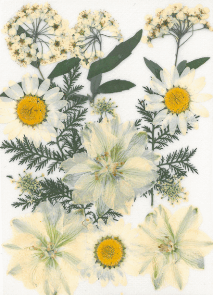 Dried flowers - Prairie white
