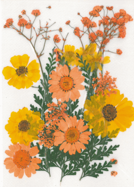 Dried flowers - Prairie yellow