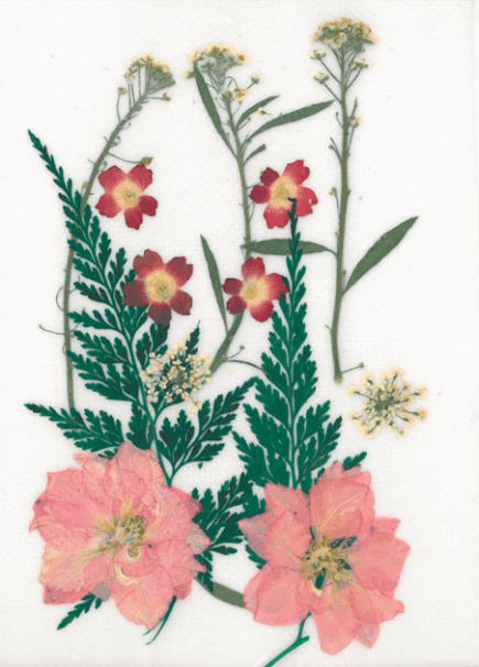 Dried flowers - Prairie red