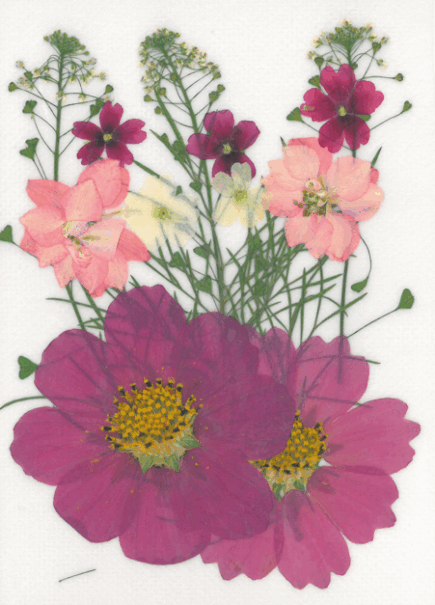 Dried flowers - Prairie parme