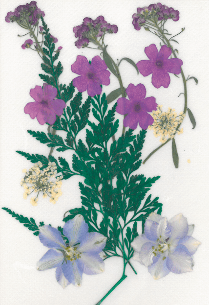 Dried flowers - Prairie purple