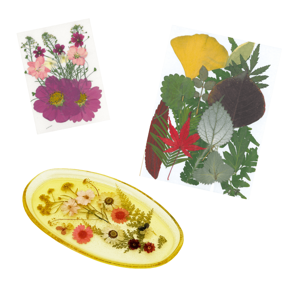 Dried flowers